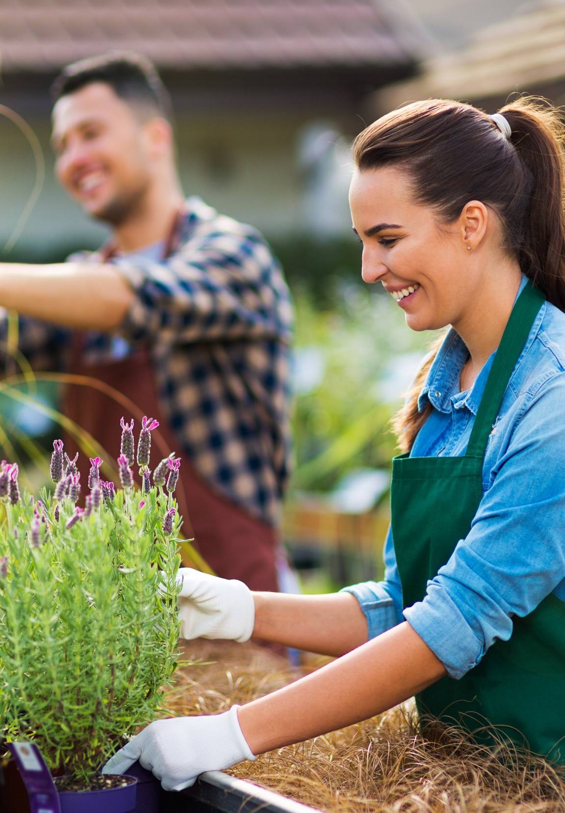 cultivos de plantas