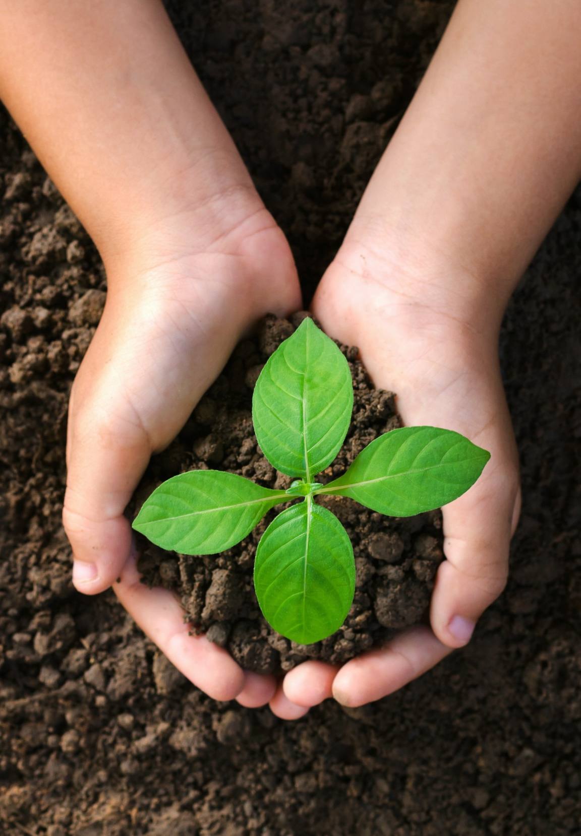 cultivos de plantas