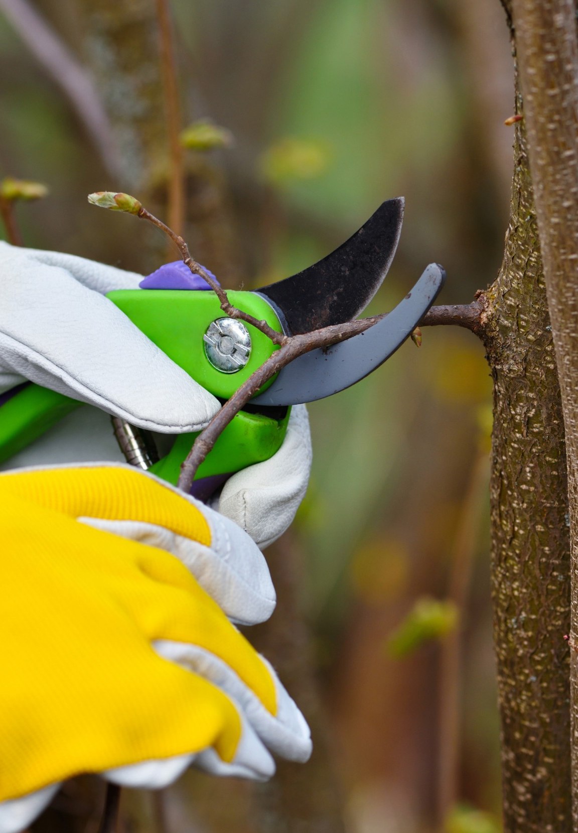 cultivos de plantas